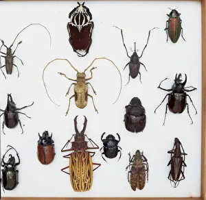 Biodiverse Prints: Various beetle specimens