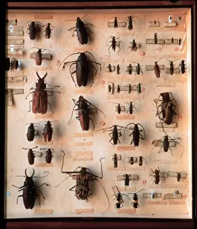 Various beetle specimens
