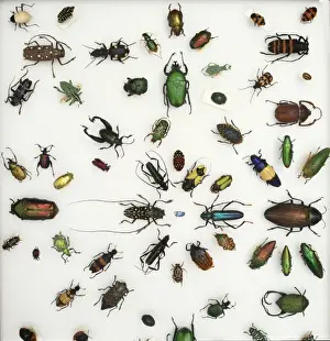 Various beetle specimens