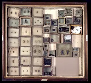 Various beetles