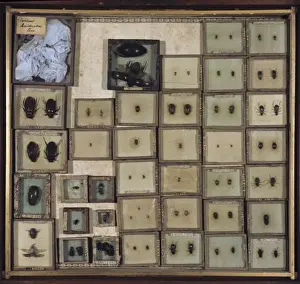 Various beetles