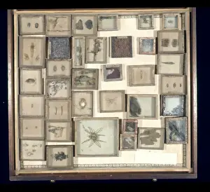 Entomological Prints: Various beetles and arachnids