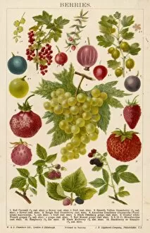 Various Berries