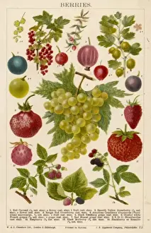 Various Berries