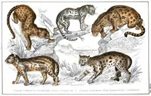 Clouded Collection: Various Big Cats