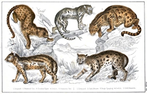 Clouded Collection: Various Big Cats