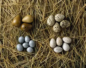 Hume Prints: Various bird eggs from western Asia