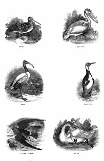 Penguin Gallery: Various birds