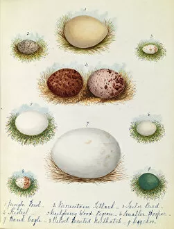 Images Dated 26th March 2013: Various birds eggs