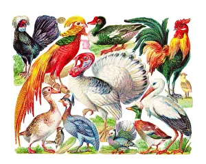 Various birds on a sheet of Victorian scraps