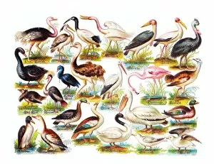Stork Gallery: Various birds on a sheet of Victorian scraps