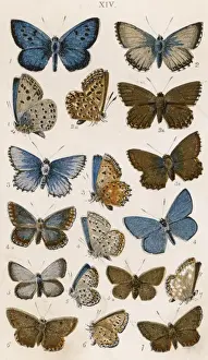 Various Butterflies