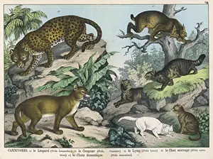 Various cats