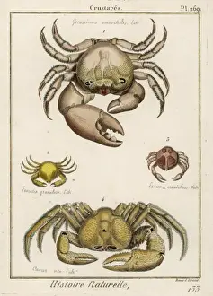 Various Crabs