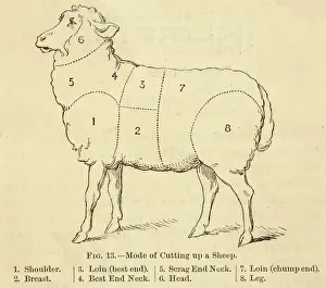 Cuts Prints: Various Cuts of a Sheep