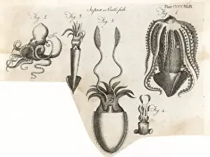 Various Cuttlefish