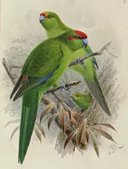 Keulemans Collection: Various Cyanoramphus parakeets