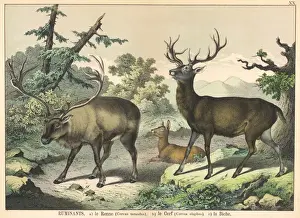Various deer