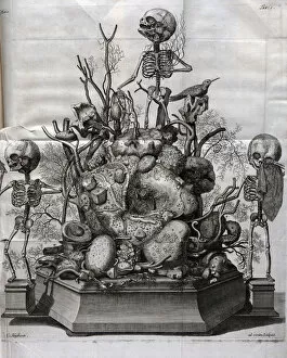 1710 Gallery: Various fetal skeletons displayed