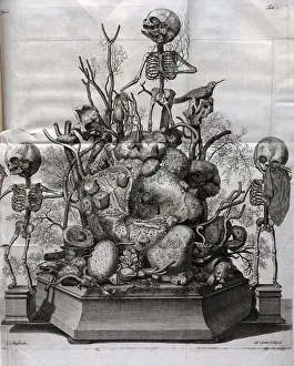 Skeletons Prints: Various fetal skeletons displayed
