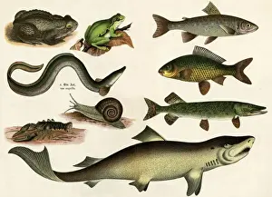Toad Prints: Various Fish & Reptiles
