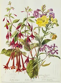 Biodiverse Prints: Various flowers