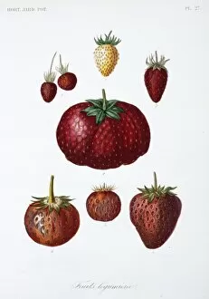 Various Fruit