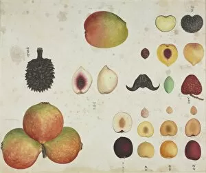 Anacardiaceae Gallery: Various fruits