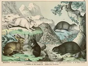 Hares Prints: Various hares, rabbits, etc