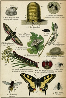Images Dated 14th November 2011: Various Insects