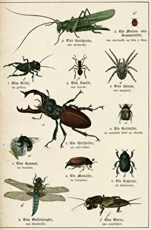 Images Dated 14th November 2011: Various Insects C1880