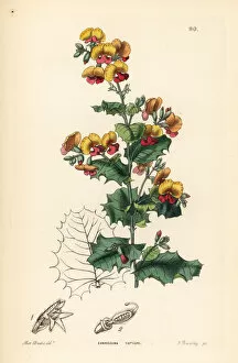 Lindley Collection: Various leaved chorizema, Chorizema varium