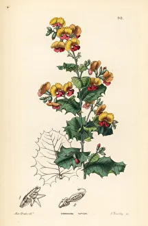 Drake Gallery: Various leaved chorizema, Chorizema varium