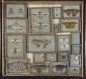 Various lepidoptera