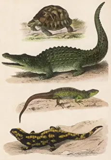 Salamander Prints: Various Lizards