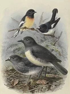 A History Of The Birds Of New Zealand Gallery: Various Petroica species of New Zealand