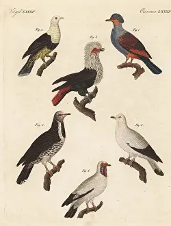 Various pigeons including the extinct Mauritius blue pigeon