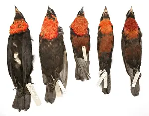 Stuffed Prints: Various Pyroderus scutatus subspecies in storage