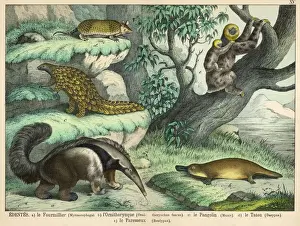 Giant Prints: Various quadrupeds