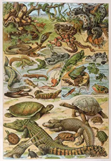 Alligator Gallery: Various Reptiles / 1913