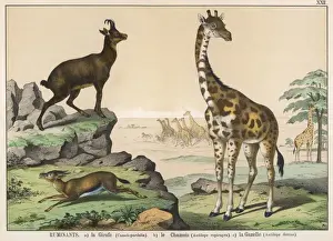 Various ruminants