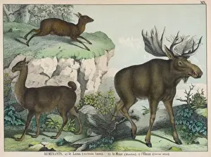Various ruminants