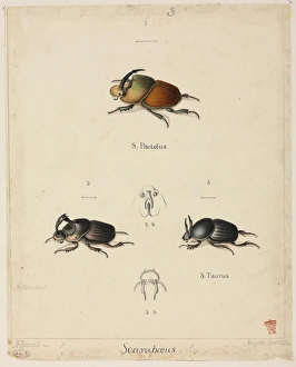 Images Dated 15th December 2008: Various Scarabaeus sp