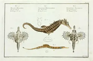 Osteichthyes Prints: Various seahorse species by Marcus Bloch