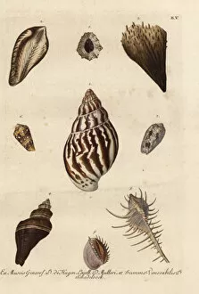 Arca Gallery: Various shell specimens