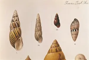 Various Shells