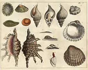 Various shells