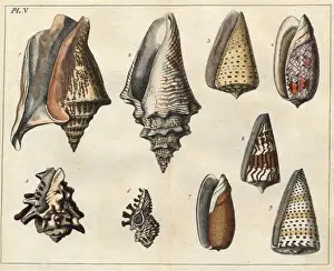 Various shells