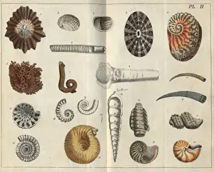 Various shells
