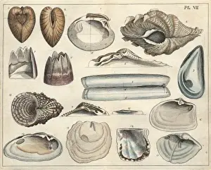 Various shells